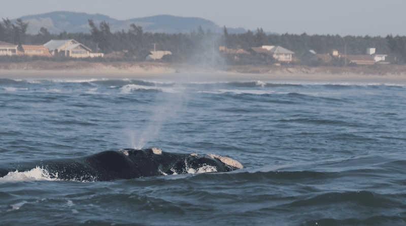 Southern right whale at the field site in Ribanceira, Brazil. CREDIT: Israel Maciel