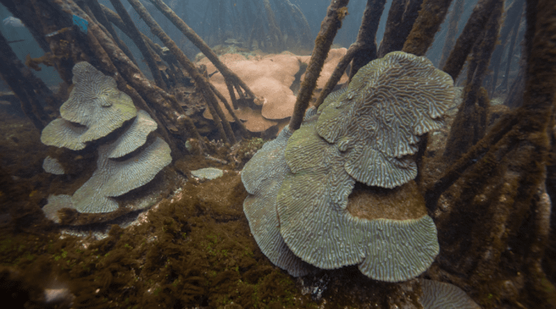 At least 130 species of corals are known to live in the four identified habitat types where corals closely coexist with mangroves. CREDIT: Jorge Alemán, Smithsonian Tropical Research Institute
