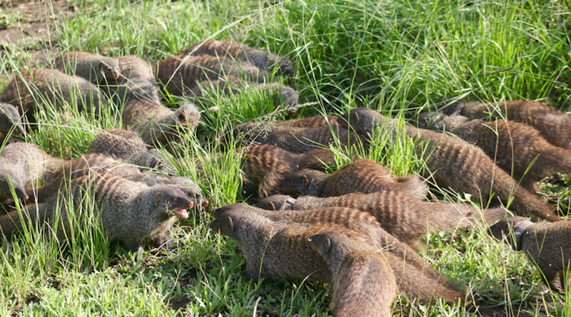 Groups of mongooses fighting CREDIT: Dave Seager