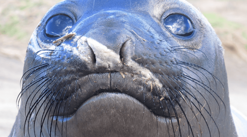 Northern elephant seals have highly developed whiskers. Photo shows a weaned elephant seal during breeding season (February) at Año Nuevo State Park, CA, USA. Photo taken by Taiki Adachi CREDIT: Taiki Adachi