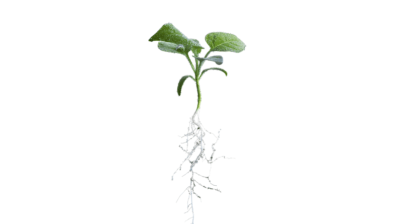 When observing thale cress, Sjon Hartman and his collaborators found out which signaling pathways the hormone ethylene uses to switch on a molecular emergency program in plants in the event of flooding. CREDIT: Iris Hartman / University of Freiburg