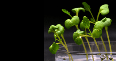 Plants are growing in complete darkness in an acetate medium that replaces biological photosynthesis. CREDIT: Marcus Harland-Dunaway/UCR