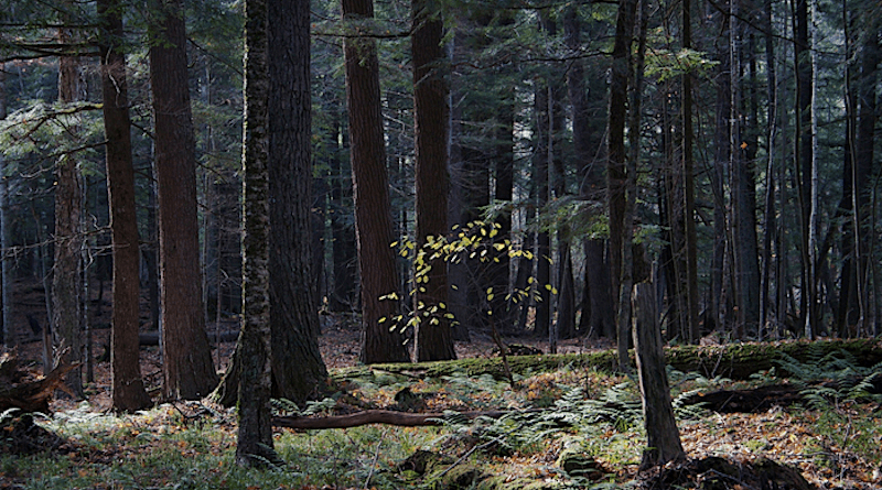 Eastern hemlock trees in the study area. Changes in the abundance of beech and hemlock are responsible for much of the woody biomass stored in Midwestern forests over the last 10,000 years. CREDIT: David Mladenoff