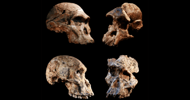 Four different Australopithecus crania that were found in the Sterkfontein caves, South Africa. The Sterkfontein cave fill containing this and other Australopithecus fossils was dated to 3.4 to 3.6 million years ago, far older than previously thought. The new date overturns the long-held concept that South African Australopithecus is a younger offshoot of East African Australopithecus afarensis. CREDIT Jason Heaton and Ronald Clarke, in cooperation with the Ditsong Museum of Natural History