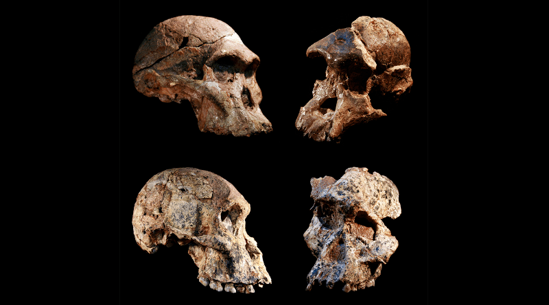 Four different Australopithecus crania that were found in the Sterkfontein caves, South Africa. The Sterkfontein cave fill containing this and other Australopithecus fossils was dated to 3.4 to 3.6 million years ago, far older than previously thought. The new date overturns the long-held concept that South African Australopithecus is a younger offshoot of East African Australopithecus afarensis. CREDIT Jason Heaton and Ronald Clarke, in cooperation with the Ditsong Museum of Natural History