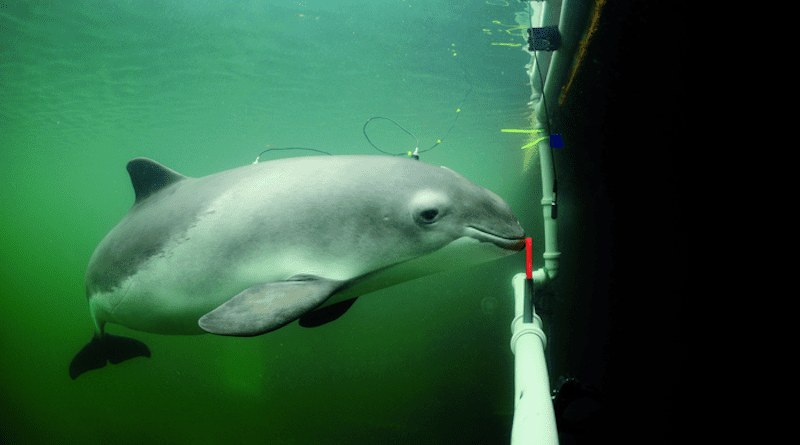 Harbor porpoise engaged in experiment where its hearing sensitivity is measured by means of electrodes attached with suction cups to the skin. CREDIT: Solvin Zankel, Fjord&Belt, Kerteminde, Denmark