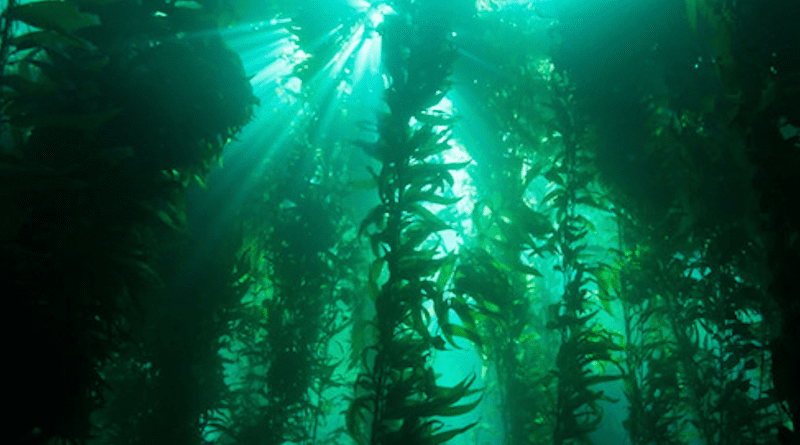 Most kelp forests around the world's coastlines are struggling due to climate change, but a swath of kelp forest in Patagonia has been thriving. Its success is thanks to marine cold spells, according to a new study in AGU's Journal of Geophysical Research-Oceans. CREDIT: NOAA