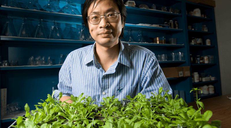 Global warming weakens certain plant defenses and makes plants more prone to infections. New research helps explain why, and how to help them fight back. CREDIT: Michigan State University