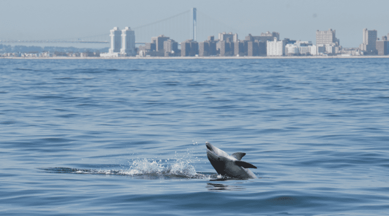 Bottlenose dolphin feeding within sight of New York City CREDIT: WCS/Ocean Giants/Image Taken Under NMFS MMPA/ESA Permit No.18786-04