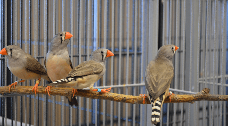 Male zebra finches at the University of Wyoming’s Animal Behavior and Cognition Lab were subjects of a new study on bird personality. CREDIT: Lisa Barrett