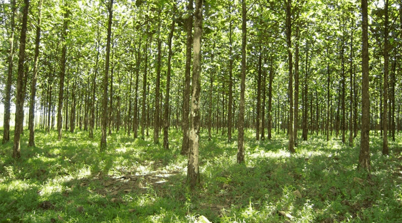 Trees supply many benefits, and many nations have committed to reforesting large swaths of land as part of their efforts to address climate change. As an example, this is a teak plantation in Costa Rica. However, new research from UMBC finds that some trees planted in the tropics may do more harm than good. The authors found that 92 percent of new tree plantations planted in the tropics between 2000 and 2012 were in biodiversity hotspots. Fourteen percent were in arid biomes, where trees are unlikely to thrive and likely to damage existing ecosystems like grasslands, which are heroes of carbon sequestration in their own right. Tree plantations had also encroached into 9 percent of accessible protected areas in the humid tropics, such as national parks. “We need to be cognizant that not all tree planting is beneficial for the ecosystem involved,” says Matthew Fagan, the lead author on the new study. “The right tree in the right place is the right answer.” CREDIT: Matthew Fagan