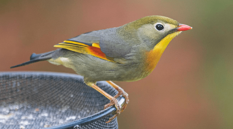 A Red-billed Leiothrix pictured in Wiltshire in May 2020. CREDIT: P Mumby