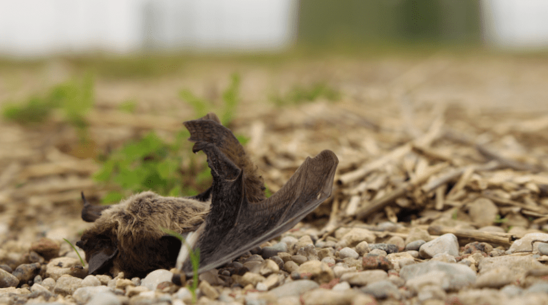 A killed bat under a wind turbine, a loss also for the rural food web as the bat did consume several species of insects. CREDIT Photo: Christian Voigt/Leibniz-IZW