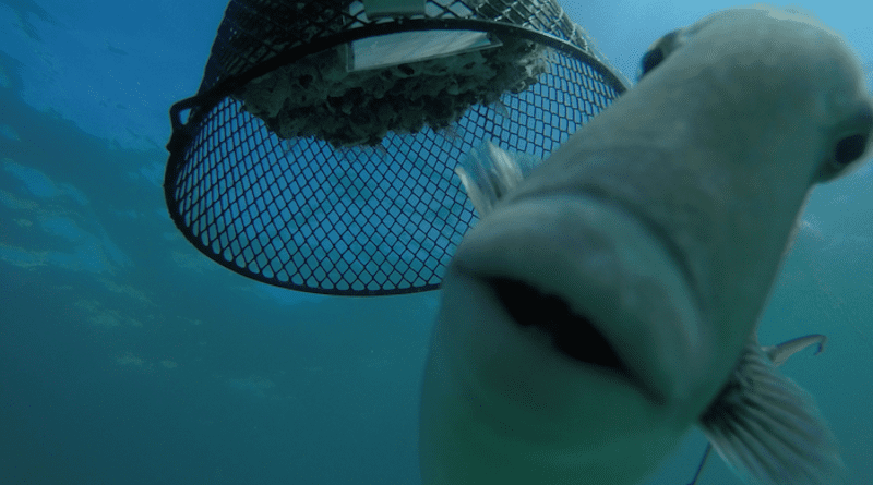 A triggerfish—a member of a fish group known to be voracious predators—swims in front of a panel previously caged for 10 weeks and recently exposed to predators in Arraial do Cabo, Brazil. CREDIT: Smithsonian Institution