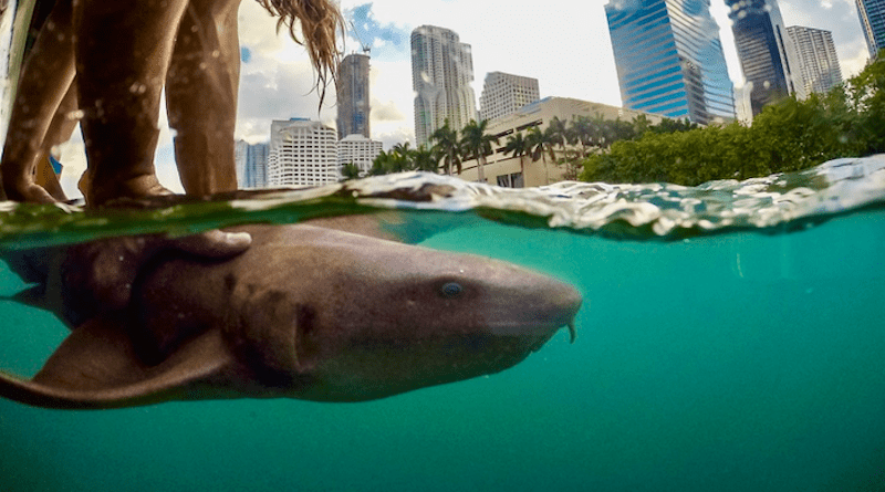Researchers release an acoustically tagged nurse shark into waters off Miami, Florida, to investigate shark residency patterns in relation to coastal urbanization. CREDIT: Robbie Roemer.