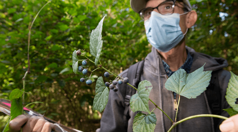 UC biology professor Denis Conover holds porcelainberry, one of several nonnative and invasive species he found in a new plant survey in southwest Ohio. CREDIT: Lisa Ventre/UC