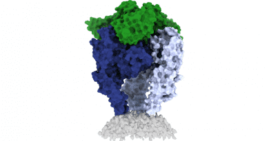 Scientists from La Jolla Institute for Immunology and the Institut Pasteur have shed light on the structure of the rabies virus glycoprotein, seen here CREDIT: Image courtesy Heather Callaway, Ph.D., LJI