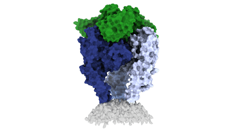 Scientists from La Jolla Institute for Immunology and the Institut Pasteur have shed light on the structure of the rabies virus glycoprotein, seen here CREDIT: Image courtesy Heather Callaway, Ph.D., LJI