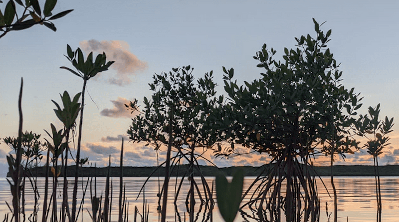 Mangroves provide valuable protection for coastlines around the globe. CREDIT: Photo by Jessica Kendall-Bar