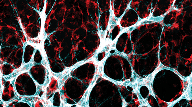 Cells of the inner vessel wall - the endothelial cells (turquoise/white) - migrate into the surrounding tissue to form new connections there. CREDIT: Michael Potente, MDC
