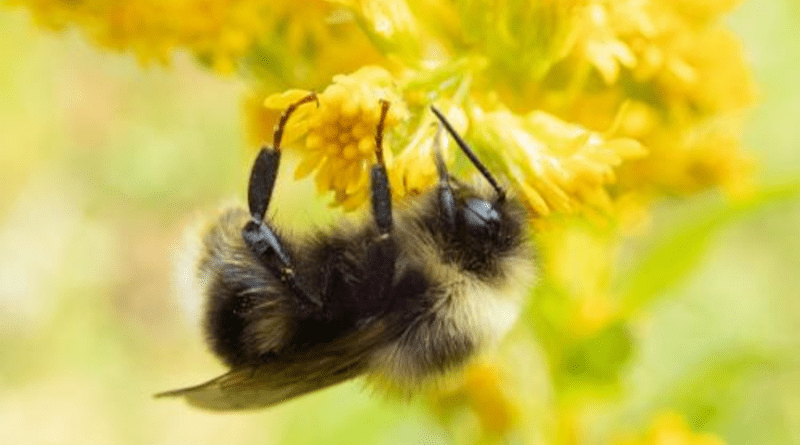 Bombus occidentalis, the Western bumble, used to be one of the most common bumble bees in California. The most recent statewide census did not locate it. CREDIT: Rich Hatfield/Xerxes Society