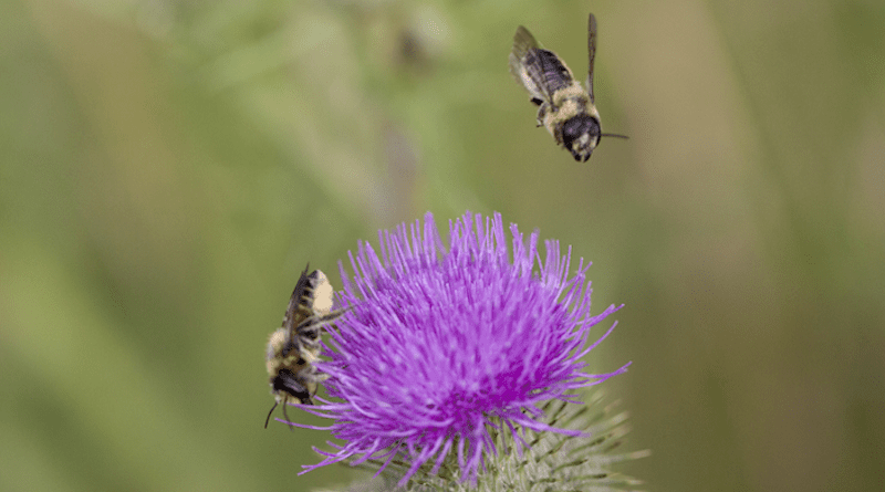 Leaf cutting bees (Megachile apicalis) and thistle (Cirsium sp.). CREDIT: Photo by Malcolm Bowey.