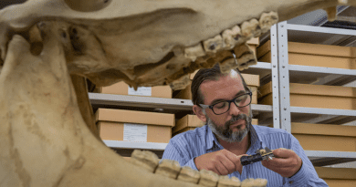 Nicolas Delsol was originally sequencing ancient DNA from cow teeth preserved in archaeological sites when he realized one of his specimens actually belonged to a horse. CREDIT: Florida Museum photo by Jeff Gage
