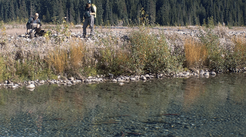Flathead Lake Biological Station researchers Erin Sexton (right) and Chris Sergeant watch spawning salmon in a groundwater channel of the mine-impacted Tulsequah River in British Columbia. CREDIT: Photo by Jonathan Moore, Simon Fraser University