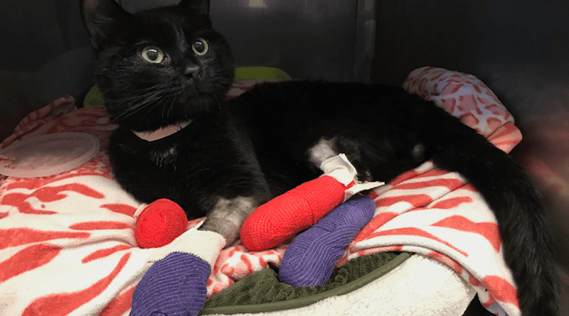 A cat treated for care at UC Davis Veterinary Hospital after the 2018 Camp Fire. (UC Davis School of Veterinary Medicine) CREDIT: UC Davis School of Veterinary Medicine
