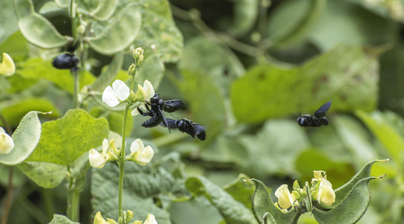 Large solitary cavity-nesting bees such as Carpenter bees (Xylocapa spp.) can benefit from urbanization provided they find enough flower resources CREDIT: Vikas S Rao