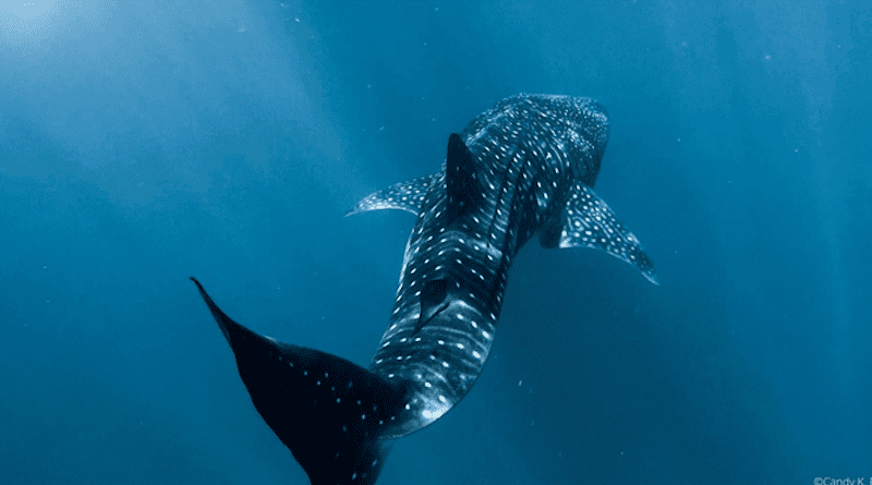 The largest fish in the ocean, the whale shark, is a highly migratory endangered species that may require conservation programs focused on protecting large ocean areas and establishing marine corridors that transcend national borders. CREDIT: Candy Real, Smithsonian Tropical Research Institute