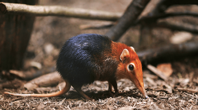According to a new study, the elephant shrew louse was among the earliest diverging lineages of mammalian lice. CREDIT: Photo by Joey Makalintal, CC BY 2.0