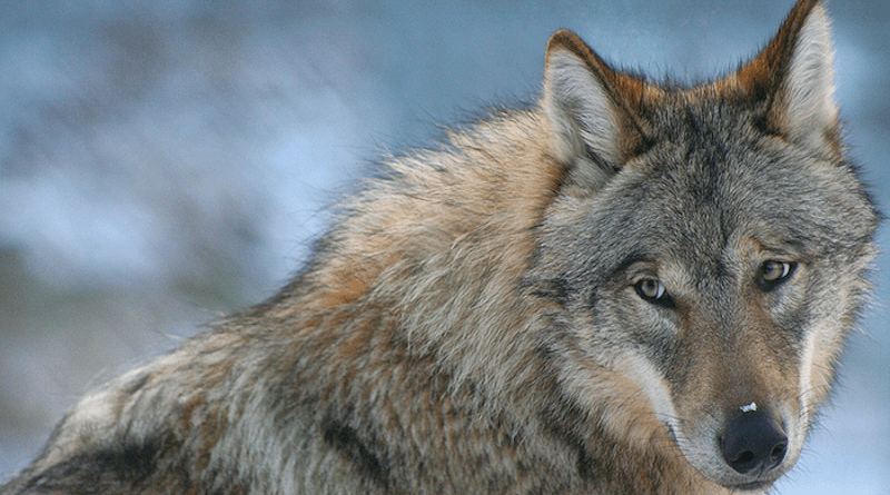 Wolf in Sweden. Photo: Christina Hansen Wheat