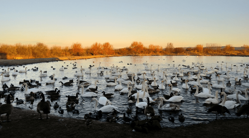 Mute and whooper swans along with other species at Caerlaverock CREDIT: Paul Rose