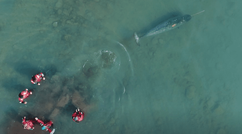 In this drone image, researchers in the water watch as a narwhal swims away with a physiological monitoring tag (yellow instrument attached with suction cups on the back), which will record heart rate, breathing rate, stroking frequency, and depth for 1-3 days. Photo credit, Eva Garde, Greenland Institute of Natural Science.In this drone image, researchers in the water watch as a narwhal swims away with a physiological monitoring tag (yellow instrument attached with suction cups on the back), which will record heart rate, breathing rate, stroking frequency, and depth for 1-3 days. Photo credit, Eva Garde, Greenland Institute of Natural Science.
