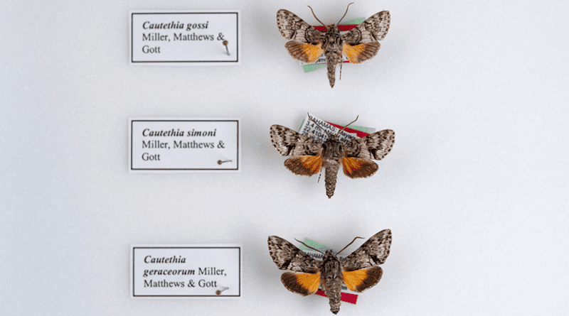 Researchers have discovered three new species of hawk moths endemic to The Bahamas, among the smallest ever discovered in the family. CREDIT: Florida Museum photo by Kristen Grace