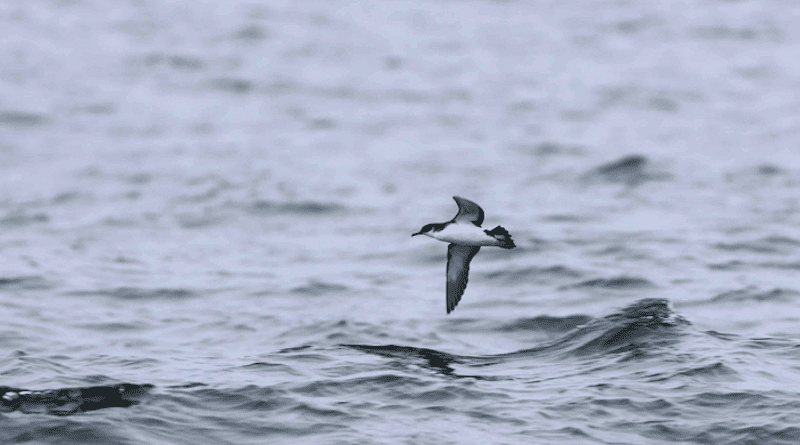 Manx shearwater flying over the sea CREDIT: Jamie Carby
