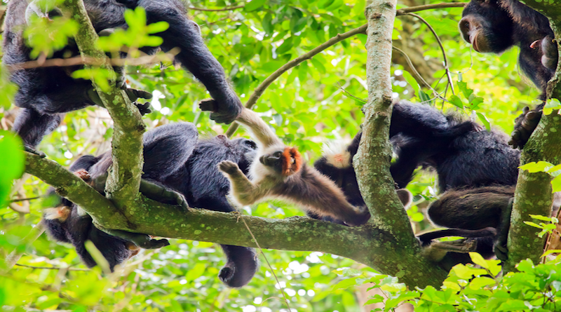 High up in the canopy, a group of chimpanzees hunts a smaller primate species: a red colobus monkey. CREDIT: Kibale Chimpanzee Project