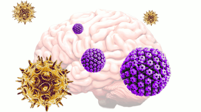 Varicella zoster virus (VZV), which commonly causes chickenpox and shingles, activates herpes simplex virus (HSV) from dormancy in neural tissue grown in vitro, which then leads to an increase in plaque deposits and decrease in neural signaling - hallmarks of Alzheimer's disease. CREDIT: Tufts University