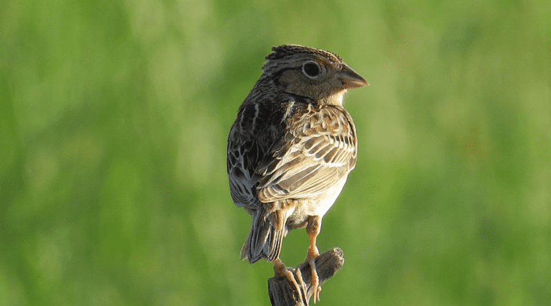 Grasshopper Sparrow Bird Animal Sparrow Wildlife