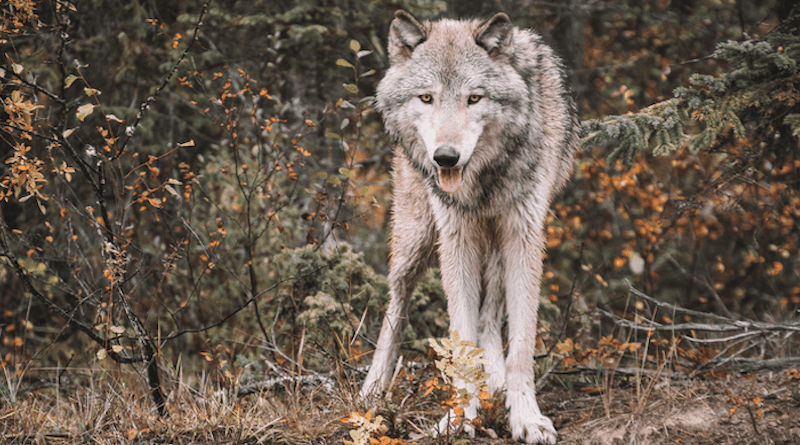 A gray wolf in the Canadian Rockies CREDIT: Photo by Brianna R. on Unsplash