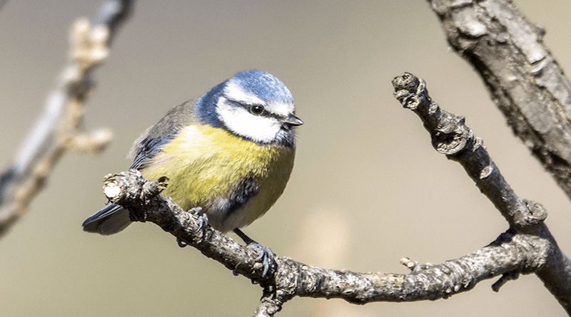 More than 5,800 observations on the colouring and other characteristics of the blue tits like this one were made between 2005 and 2019 CREDIT: David López-Idiáquez.