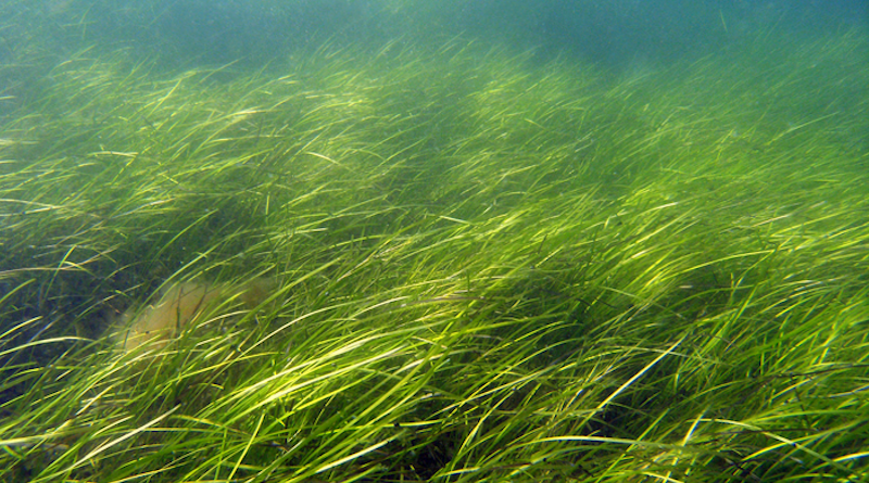 Eelgrass from the Finnish Archipelago Sea. Eelgrasses migrated to the Atlantic from the Pacific hundreds of millennia ago, and that ancient migration left marks on their DNA that still shape them today. CREDIT: Christoffer Boström, Åbo Akademi University