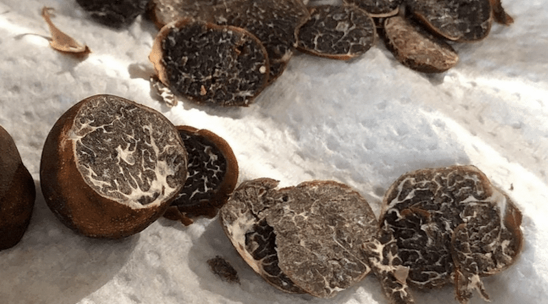These Appalachian truffles might one day be just as prized as those from Europe. CREDIT: David Fortier