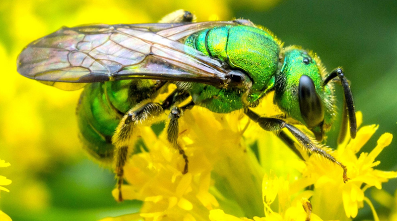 A green sweat bee (Augochlora pura) forages on goldenrod flowers. Researchers found that many sweat bee species were among those that declined in abundance over six years in southcentral Pennsylvania. CREDIT: Nash Turley/Penn State