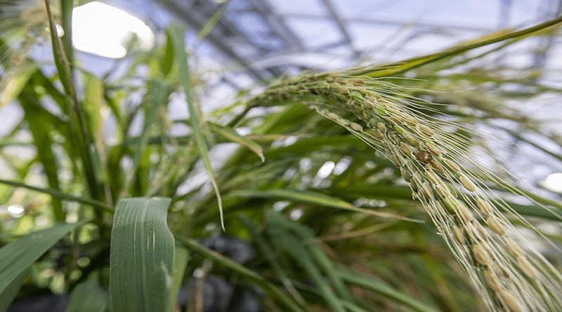 Cultivated rice grown at the Jeanette Goldfarb Plant Growth Facility at Washington University in St. Louis. CREDIT: Joe Angeles / Washington University