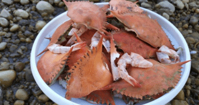 Crab and shrimp shells are an abundant source of chitin CREDIT: Liangbing Hu