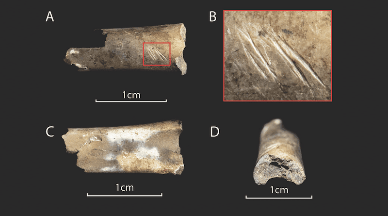 Chendytes bone fragments with burning and stone tool cut marks. CREDIT: Isaac Hart and Jack Broughton