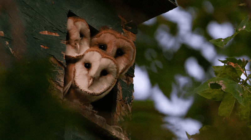 A trio of barn owls peeks out of a nest box in Davis, California. A UC Davis study found the best time to clean nest boxes is in the fall, before the owls' winter breeding season. CREDIT: Ryan Bourbour/UC Davis