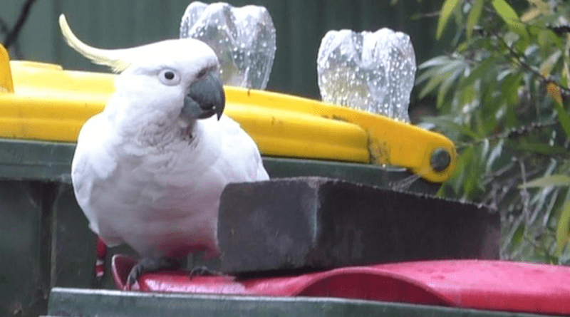 A sulphur crested cockatoo navigates a block on a bin lid CREDIT: Barbara Klump